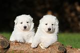 BERGER BLANC - PUPPIES 166